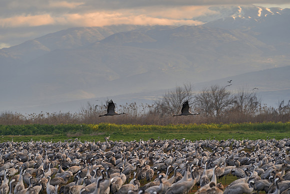 3877_AGMON_HAHULA_2025_03_01