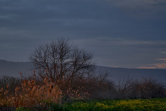 2133_AGMON_HAHULA_2025_03_01