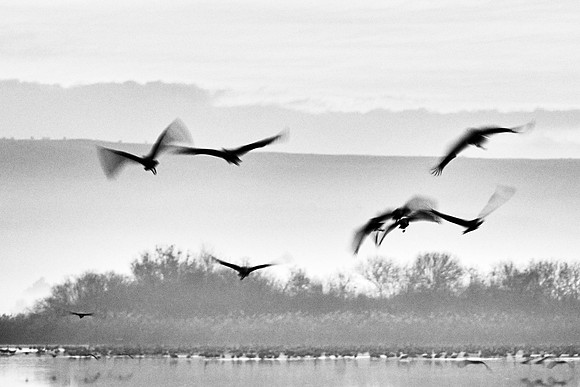 S2_00362_BW