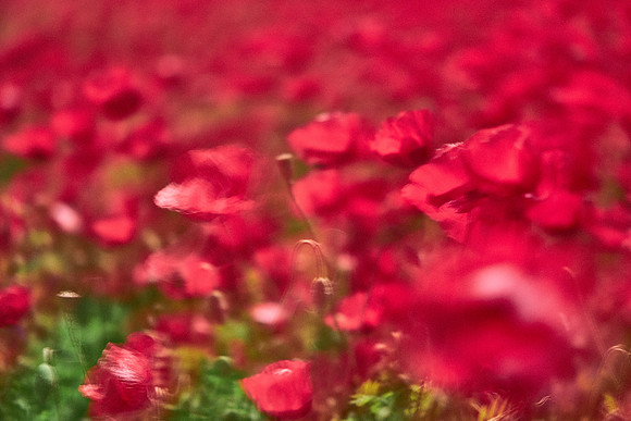 S1_07663