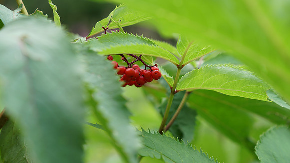 Image_240