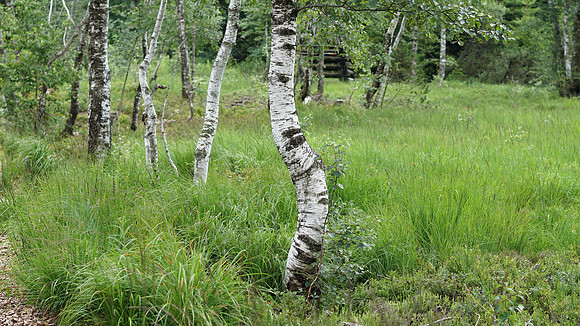Image_239