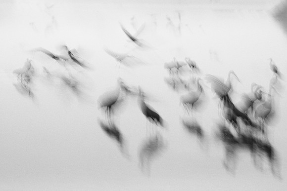 S2_01243 BW