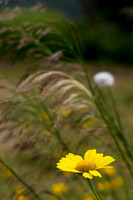 IMG_6739_