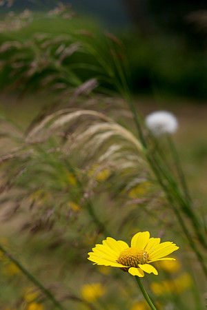 IMG_6739_