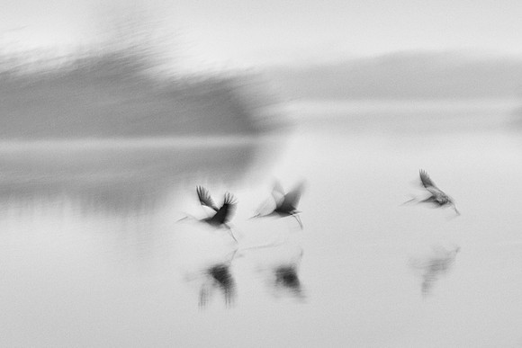 S2_01402 BW