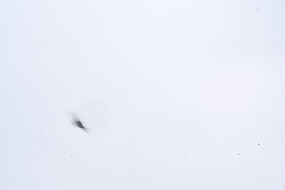 S1_06077