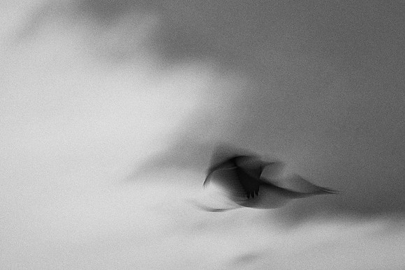 S2_00289 BW
