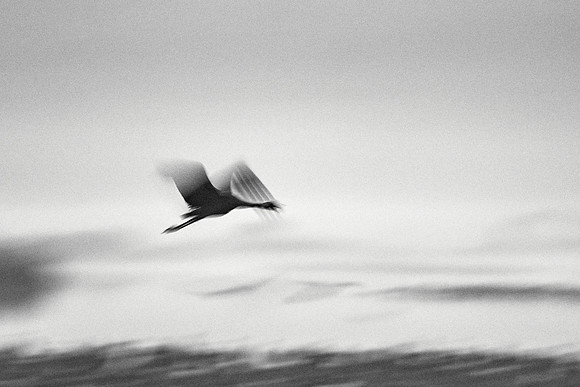 S2_00311 BW