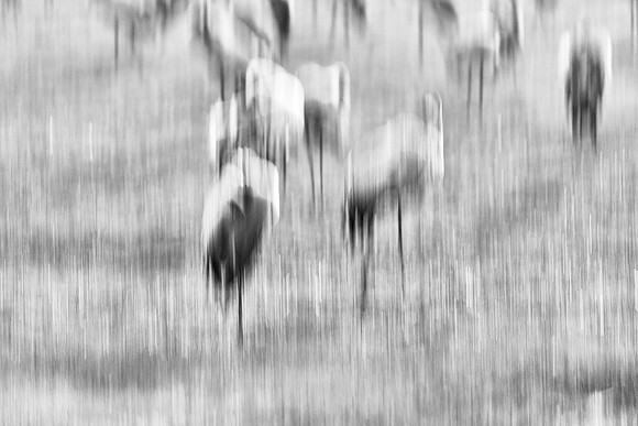 S2_03525_1
