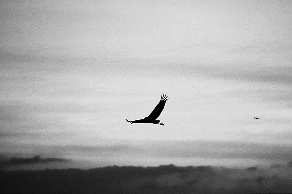 S2_00260 BW