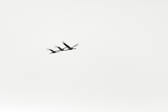 S1_02988_1