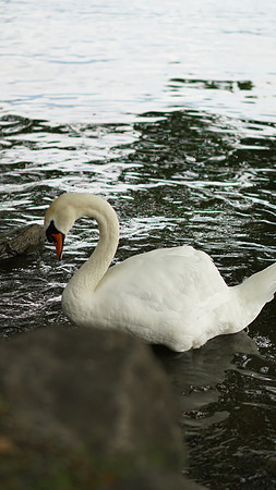 Image_295