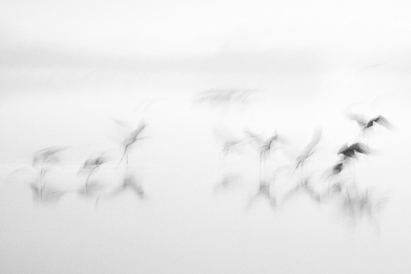 S2_01240 BW