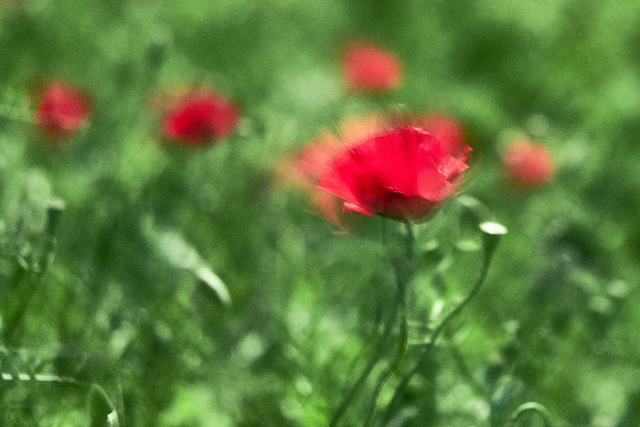 S1_07755_1