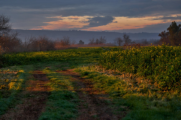 2130_AGMON_HAHULA_2025_03_01