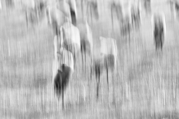 S2_03530_1