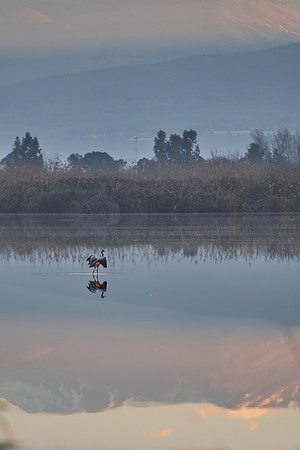 2048_AGMON_HAHULA_2025_03_01_1