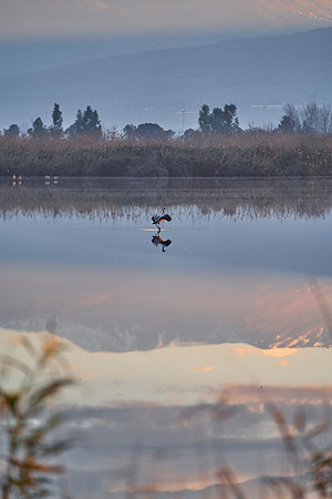 2075_AGMON_HAHULA_2025_03_01