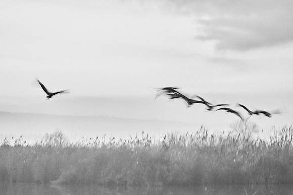 S2_00477 BW