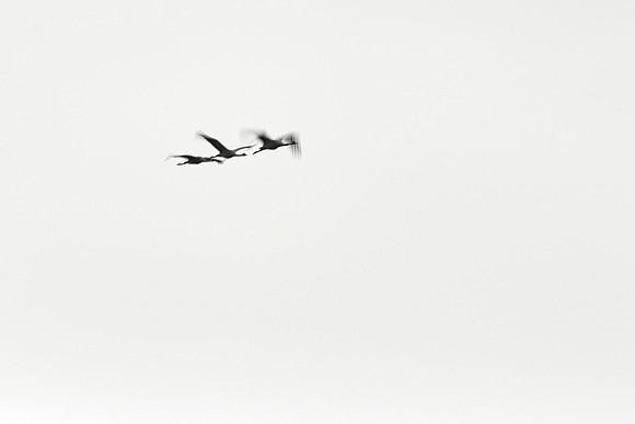 S1_02991_1