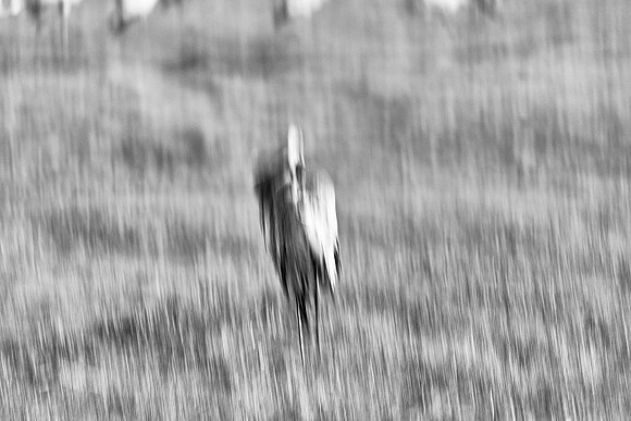S2_03597_1