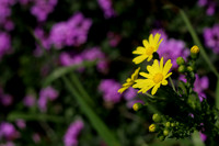 IMG_5051