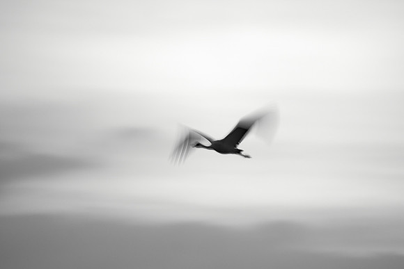 S2_00442_1
