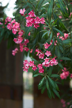 IMAGE_013