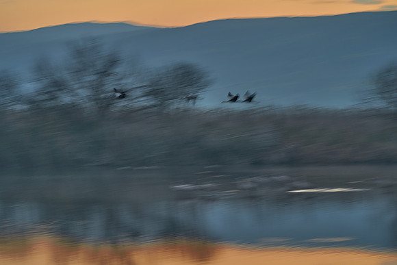 1302_AGMON_HAHULA_2025_03_01