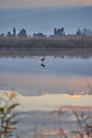 2077_AGMON_HAHULA_2025_03_01
