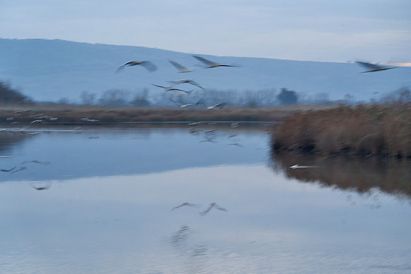 1430_AGMON_HAHULA_2025_03_01