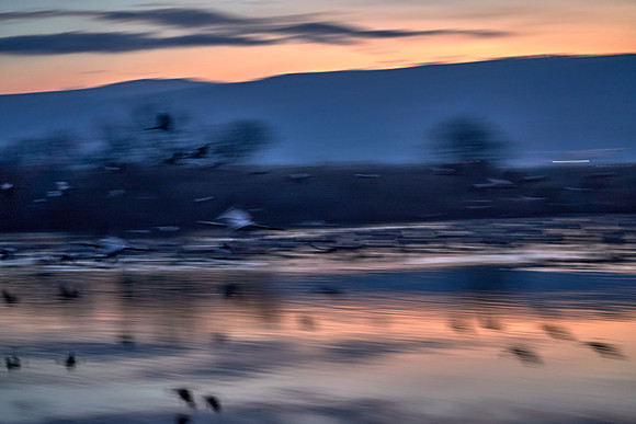 0115_AGMON_HAHULA_2025_03_01