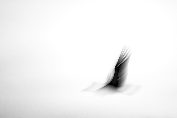 S2_00421 BW