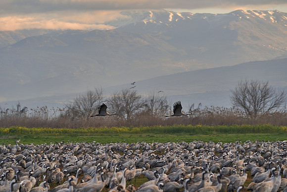 3879_AGMON_HAHULA_2025_03_01