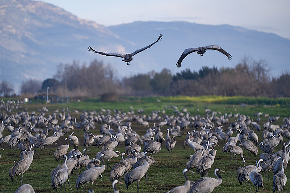 4474_AGMON_HAHULA_2025_03_01