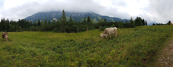 Image_230