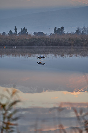 2063_AGMON_HAHULA_2025_03_01