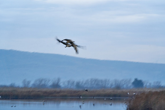 1472_AGMON_HAHULA_2025_03_01