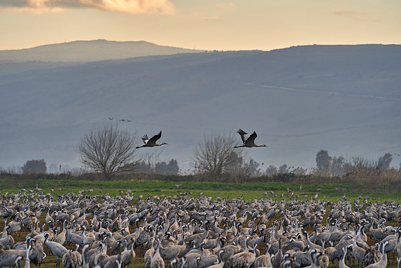 3895_AGMON_HAHULA_2025_03_01