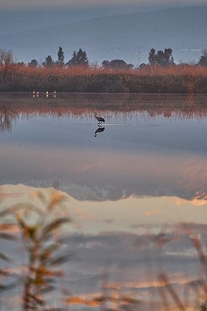 2118_AGMON_HAHULA_2025_03_01