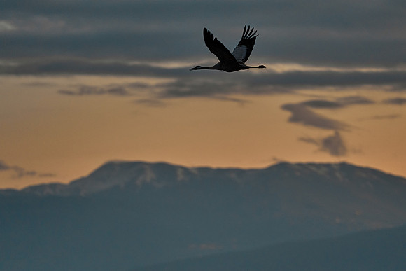 1111_AGMON_HAHULA_2025_03_01