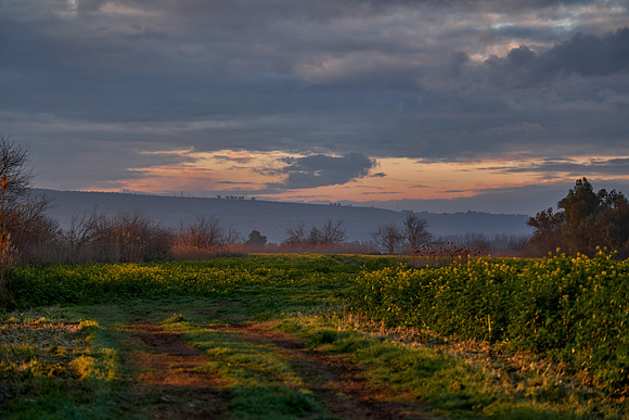 2127_AGMON_HAHULA_2025_03_01